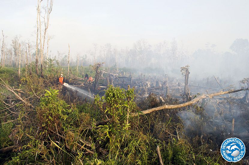 IAR Fire - Help Needed Urgently 