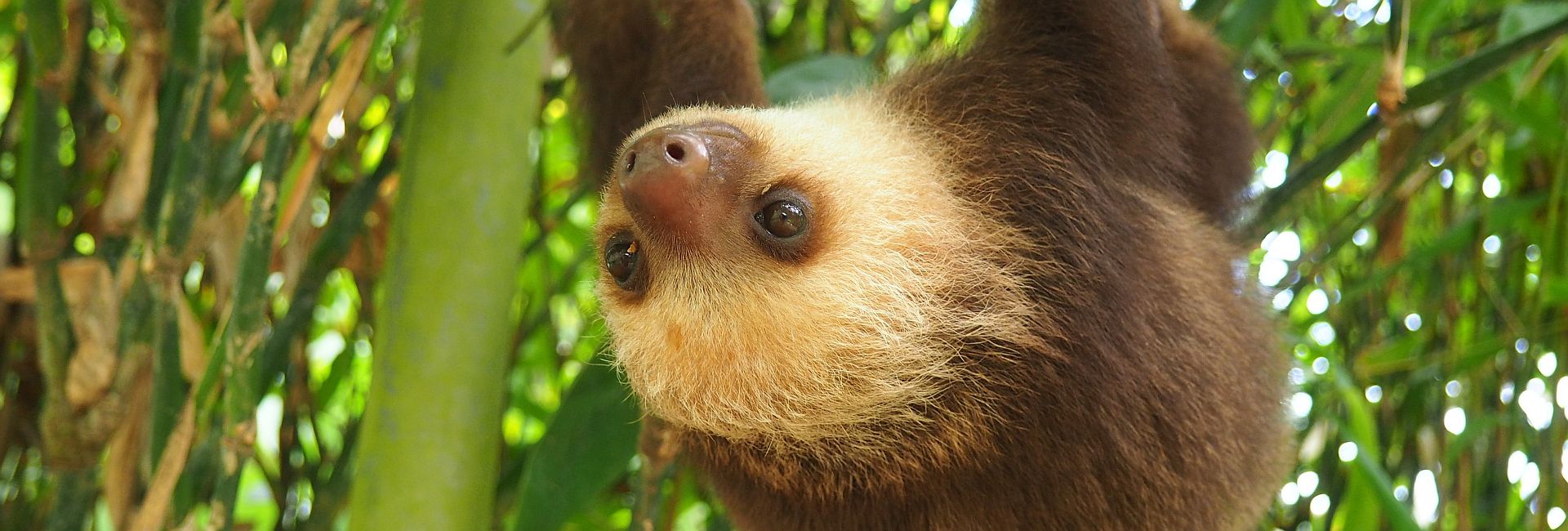 7 Wacky Sloth Facts You Didn't Know About! 