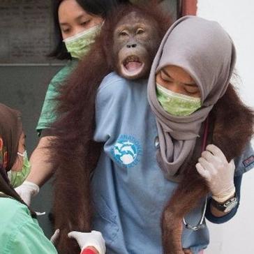 Amy The Orangutan Is On The Road To Recovery Thanks To IAR! 