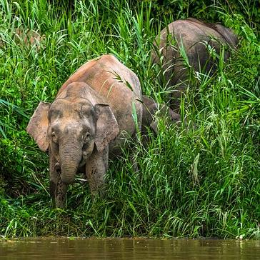 Our Top 5 Expeditions Outside The Great Orangutan And Pygmy Elephant Project!
