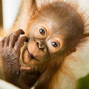 August update from IAR Orangutan Project in Ketapang