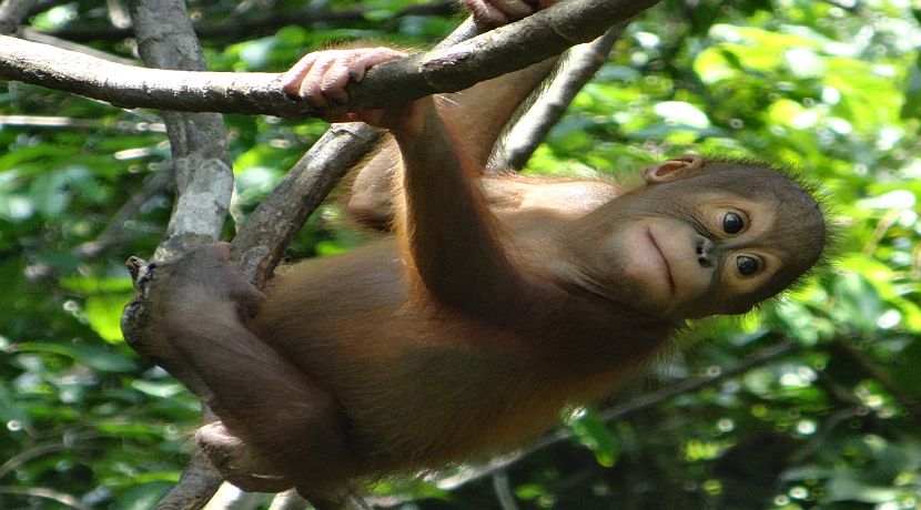 Borneo's Baby Orangutans Need Your Help With Their New Home!