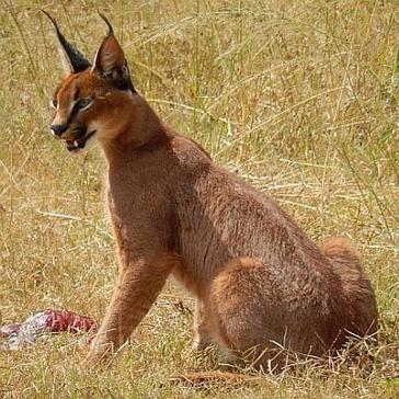 Volunteer in South Africa to observe Predators and their Prey 