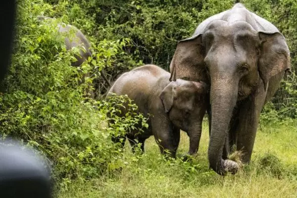 Elephants in Wasgamuwa National Park