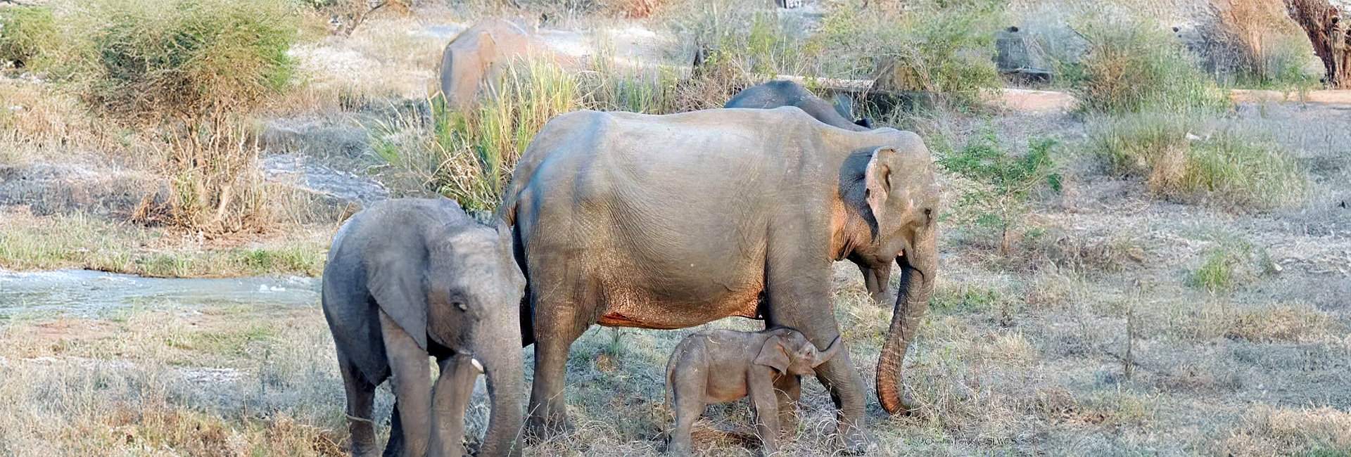 Meet Lorna, The Great Elephant Project's Adorable New Arrival!