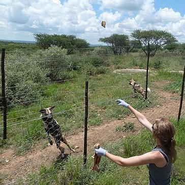 The Namibia Wildlife Sanctuary - A Project In Pictures