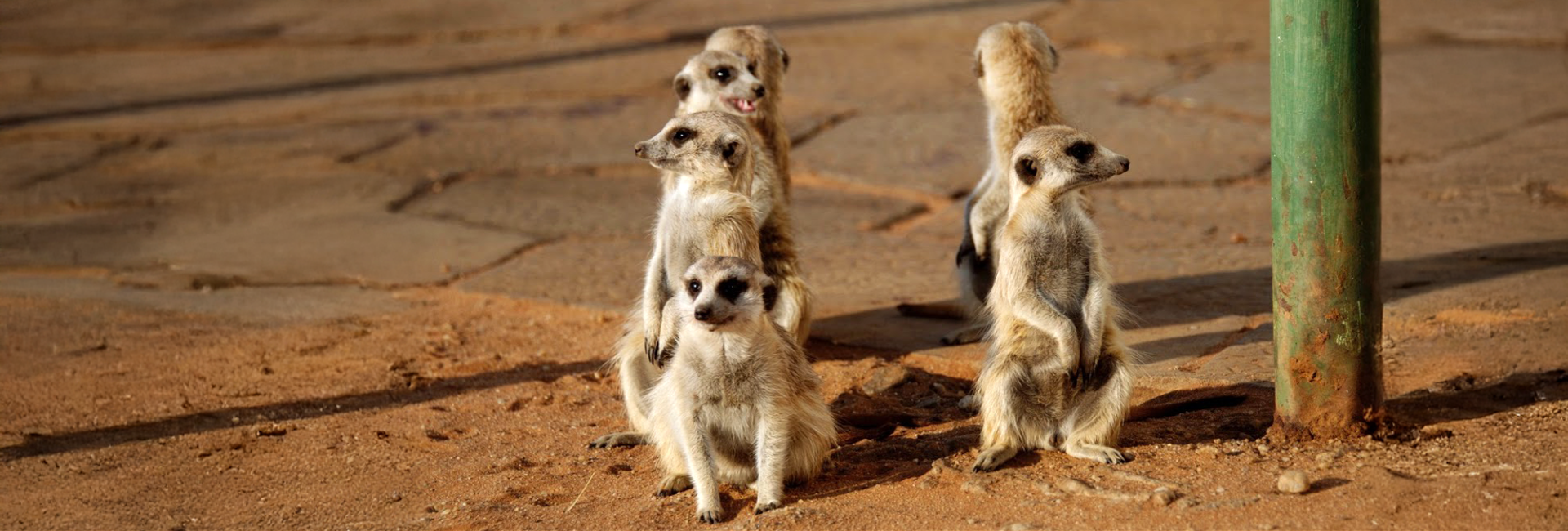 The Namibia Wildlife Sanctuary - A Project In Pictures