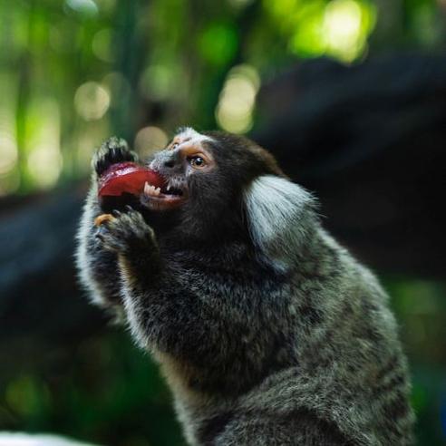 Costa Rica Wildlife Sanctuary