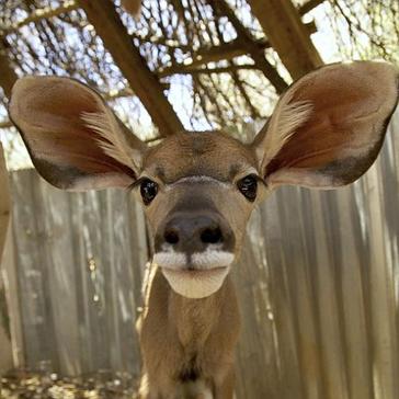 The Namibia Wildlife Conservation Project