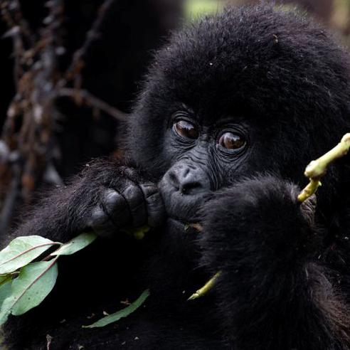 The Great Gorilla Project