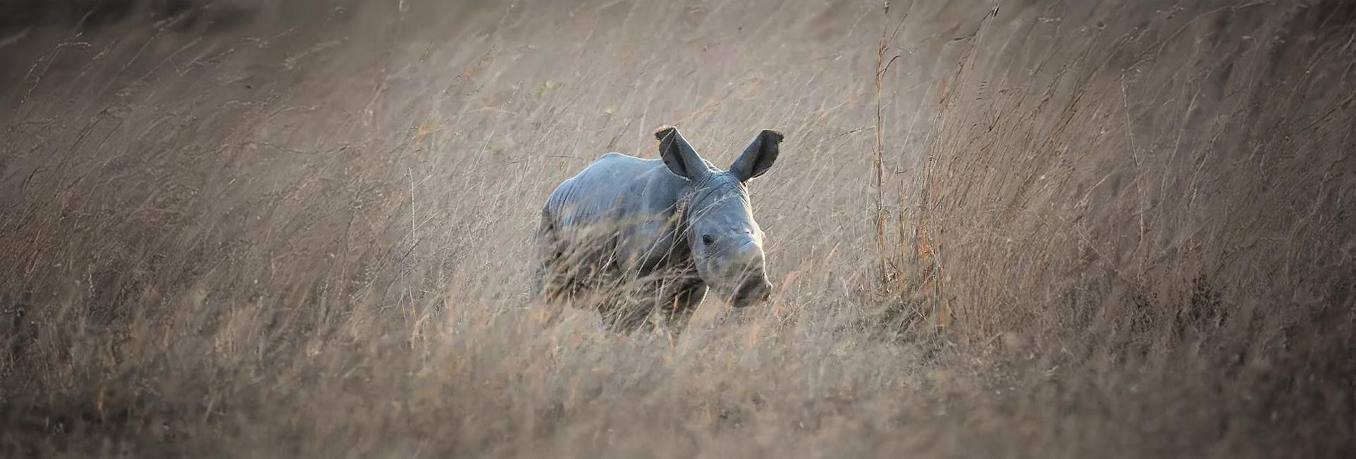 A Baby Rhino Has Been Born! - News And Pictures From The Rhino and Elephant Conservation Project