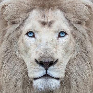 The White Lions Need Your Help!