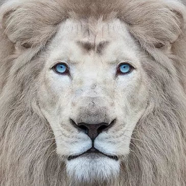 LIONS WHITE LIONS WHITE