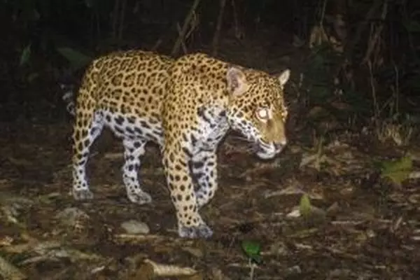 Mammal Monitoring at the Amazon Conservation Project