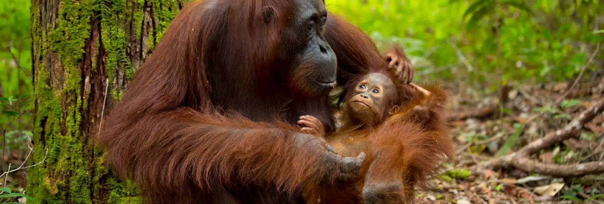 Nature's Best Mothers - Elephants To Orangutans, Take A Look At Natures Supermums!