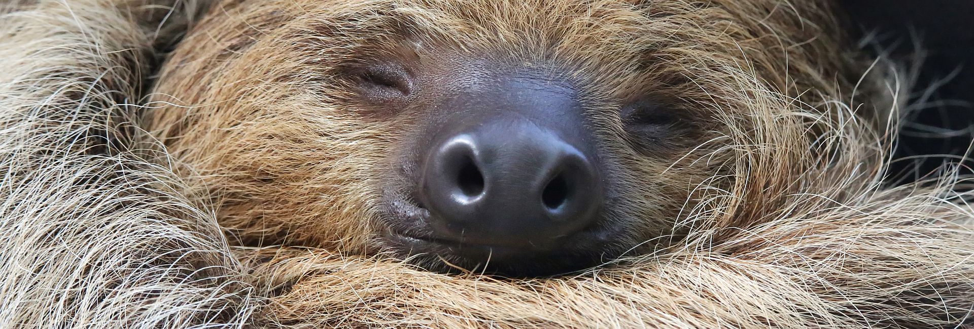 International Sloth Day 2017 - Learn More About These Amazing Animals