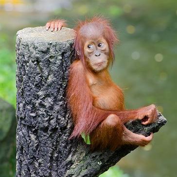 Borneo Facts - Learn More About The Island!