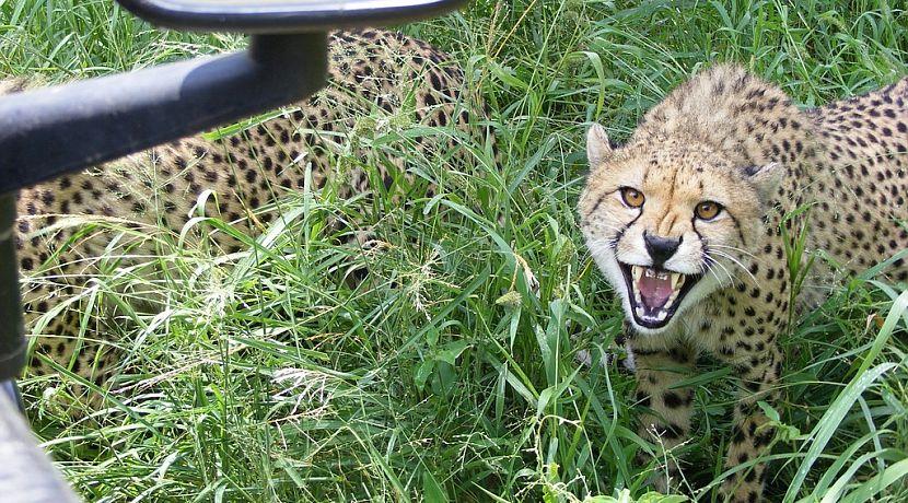 South Africa Wildlife Conservation Volunteer Askari Updates