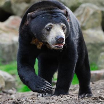 An Update From The Great Orangutan Project - The Sun Bears Get New Dens!