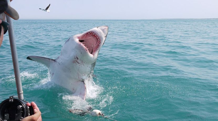 Shark: Up Close and Personal