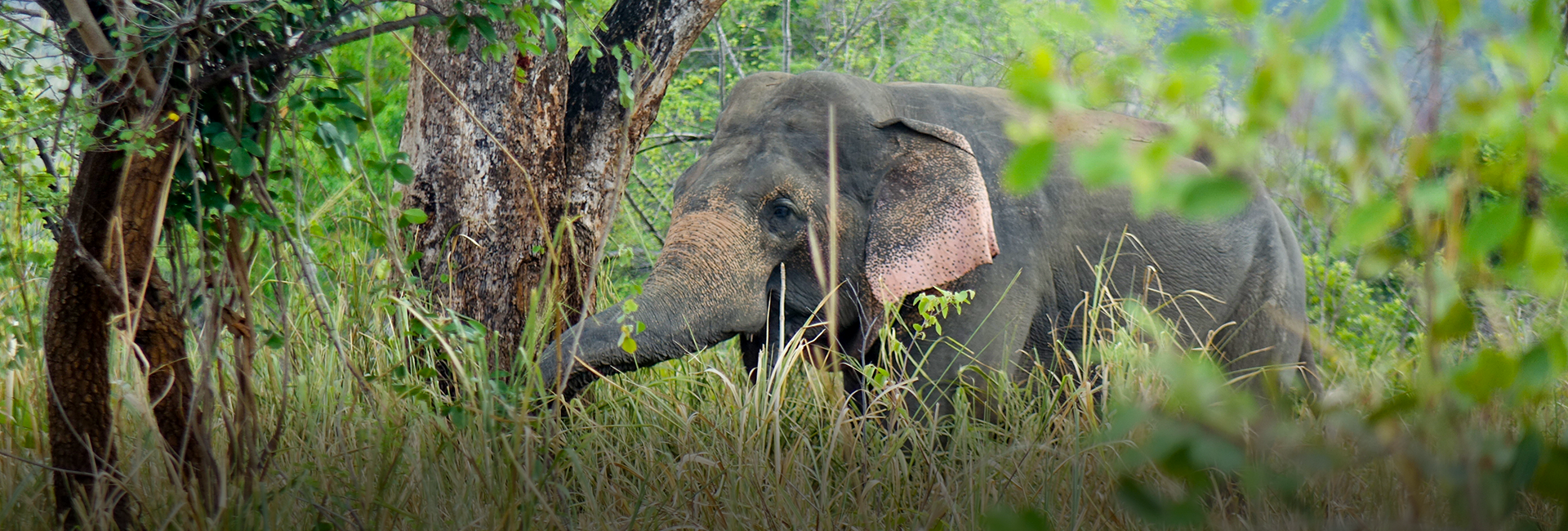 A Week with Wild Elephants: Elaine’s Review of The Great Elephant Project