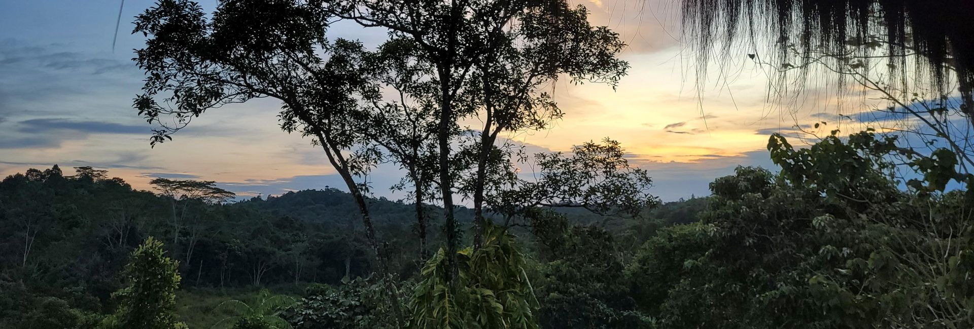 Merle’s Orangutan Experience at Samboja