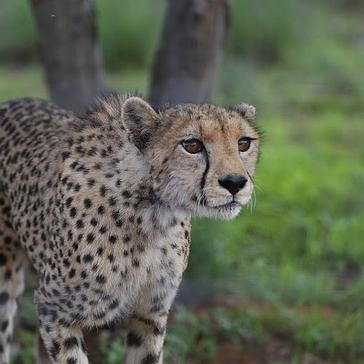 Looking Back On A Wonderful Year At The Namibia Wildlife Sanctuary