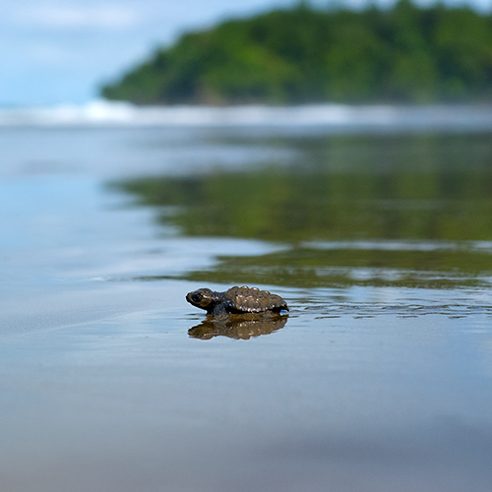 Costa Rica Turtle Conservation Experience