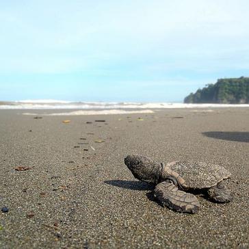 Turtle Season In Costa Rica - Why Now Is A Vital Time To Volunteer