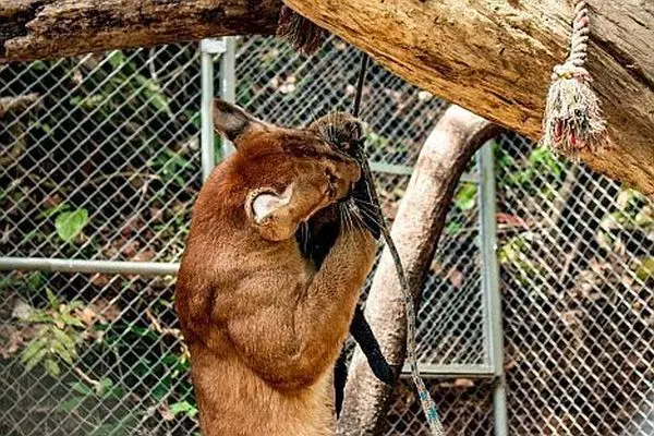 Enrichment at the Bolivia Wildlife Sanctuary