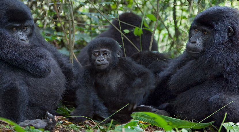 The Gorilla Families In Uganda