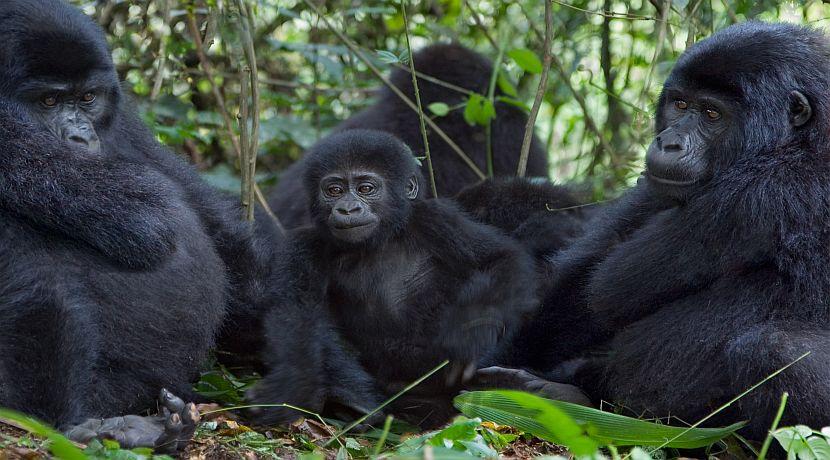 The Gorilla Families In Uganda
