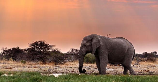 Wildlife