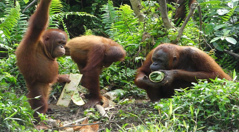 Orangutan Enrichment at Samboja Lestari Rescue Centre