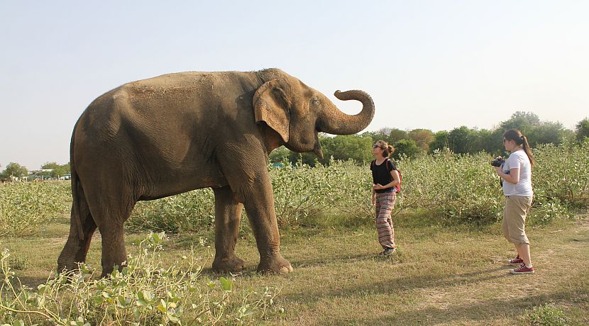 Updates from Wildlife SOS