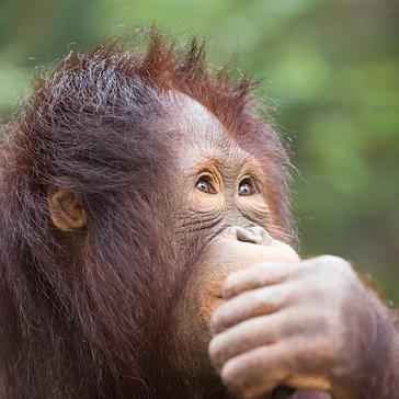 Which Orangutan Project Is Right For Me?