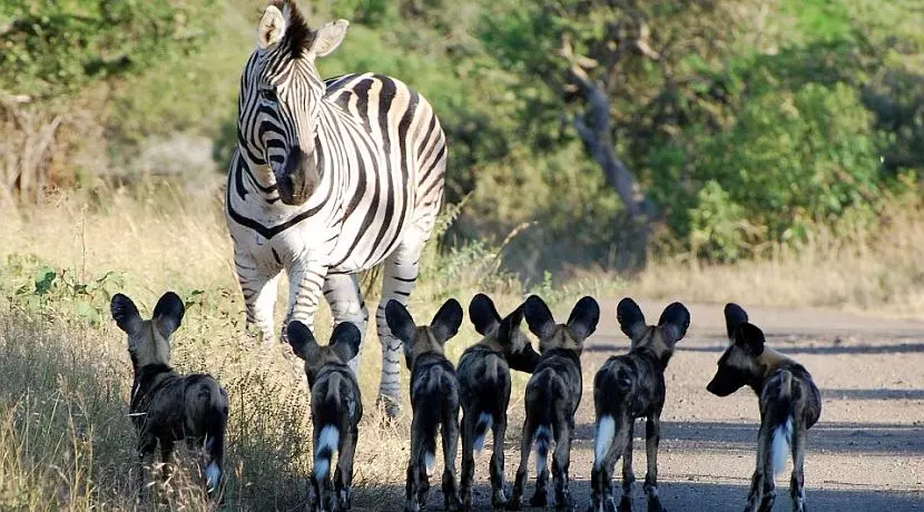 New Wildlife Project in Zululand