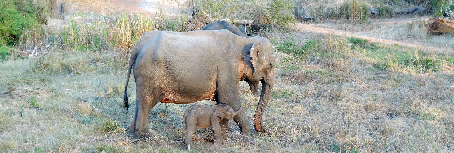 Goodbye, Lorna - A Recent Loss At The Great Elephant Project