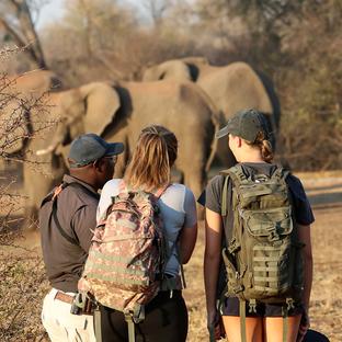 Recent Volunteer Highlights at the Victoria Falls Conservation Experience