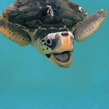 Our Top 7 Turtle Facts! How Many Did You Know? 