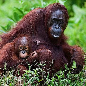Endangered Species Day 2017 - Find Out How You Can Help Our Planet's Most At-Risk Animals