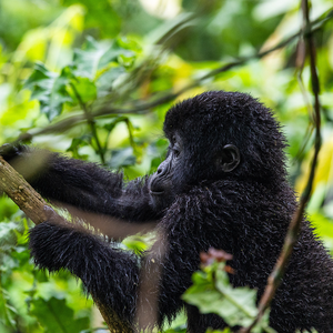 Uganda Gorilla Trekking Review: Adam’s Ultimate Wildlife Experience