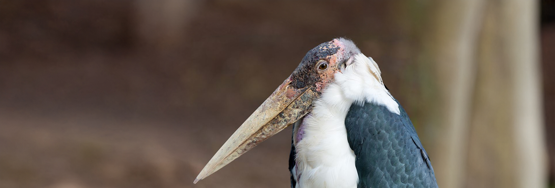 9 Nightmare-Inducing Wildlife Species To Scare You This Halloween!