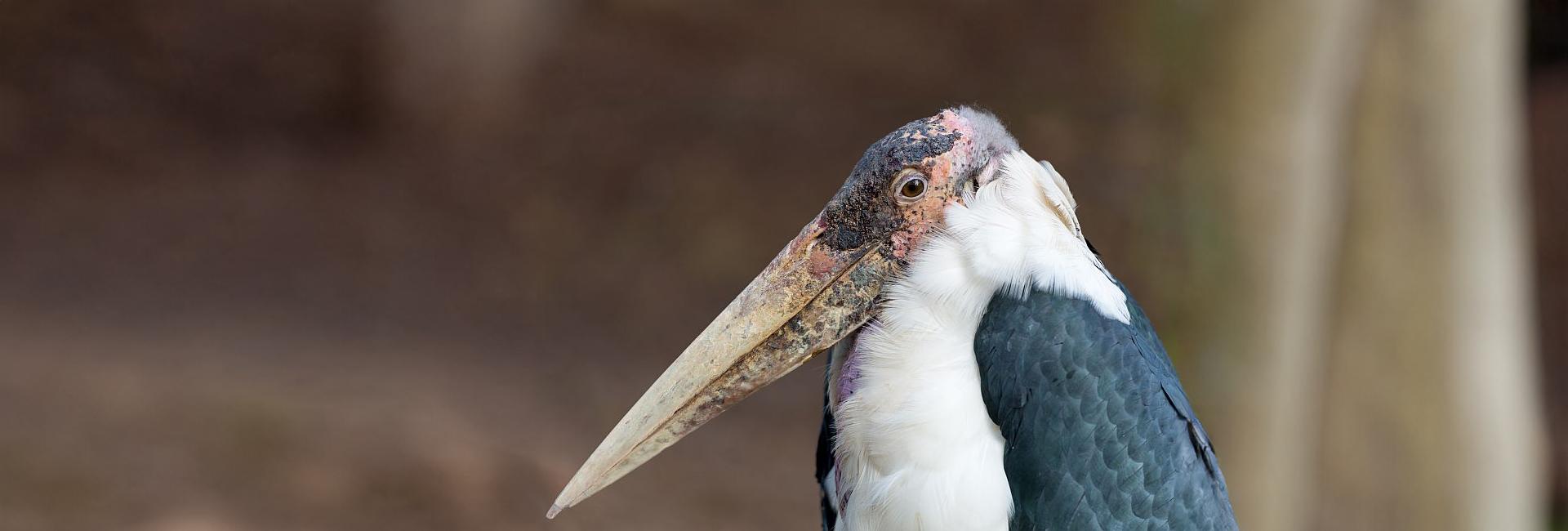 9 Nightmare-Inducing Wildlife Species To Scare You This Halloween!