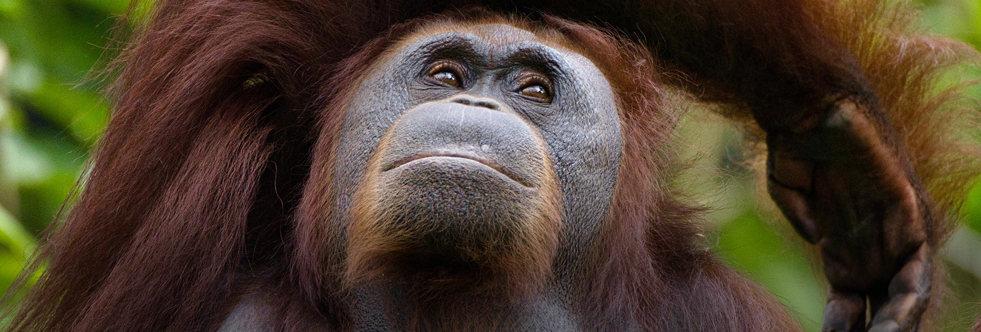 Samboja Lestari Volunteer Project Review: Our Father-Daughter Orangutan Adventure