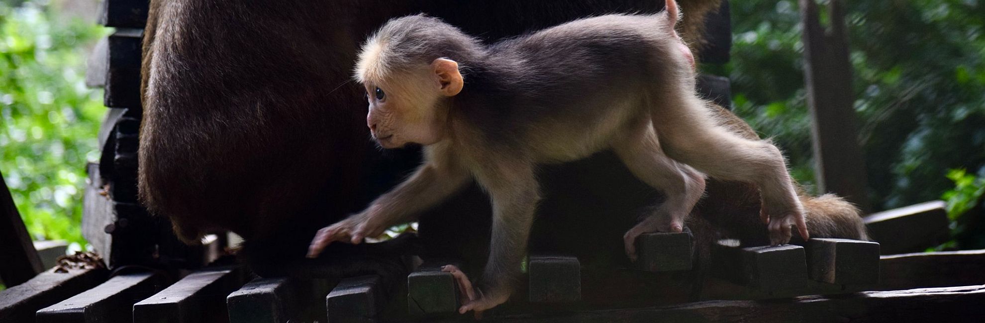 Recent Rescues & A Release At The Laos Wildlife Sanctuary!
