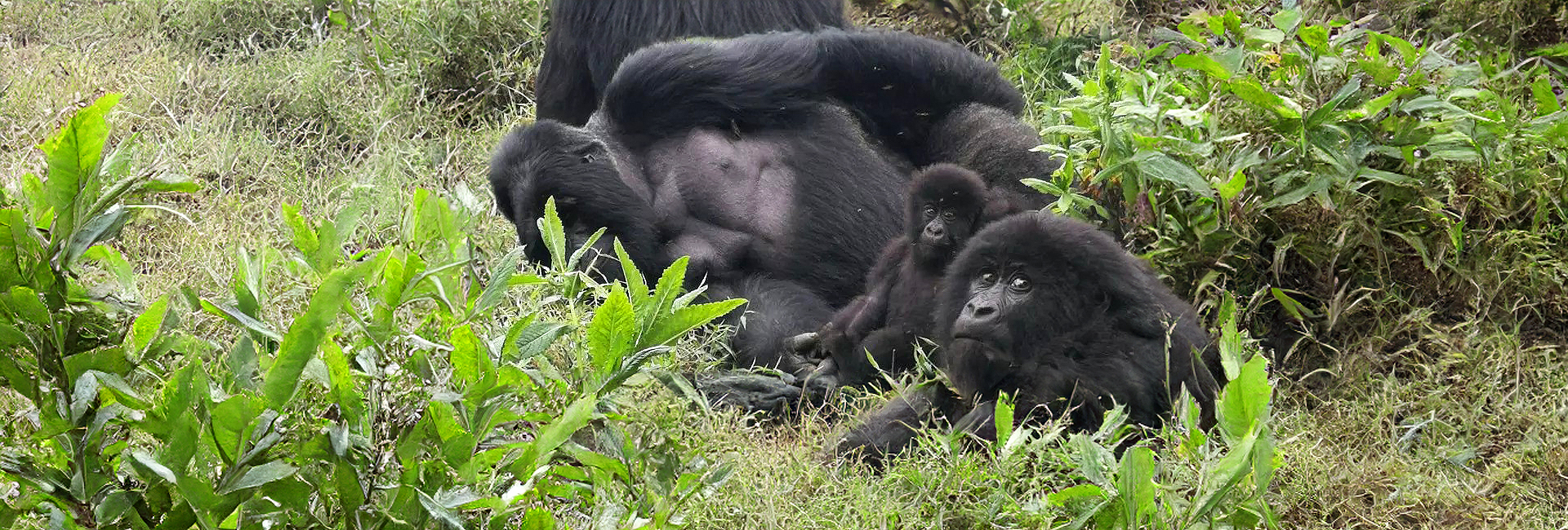 "If You Are Thinking About This Trip, All I Can Say Is Do It!" - Read About Eve's Time On The Great Gorilla Project!