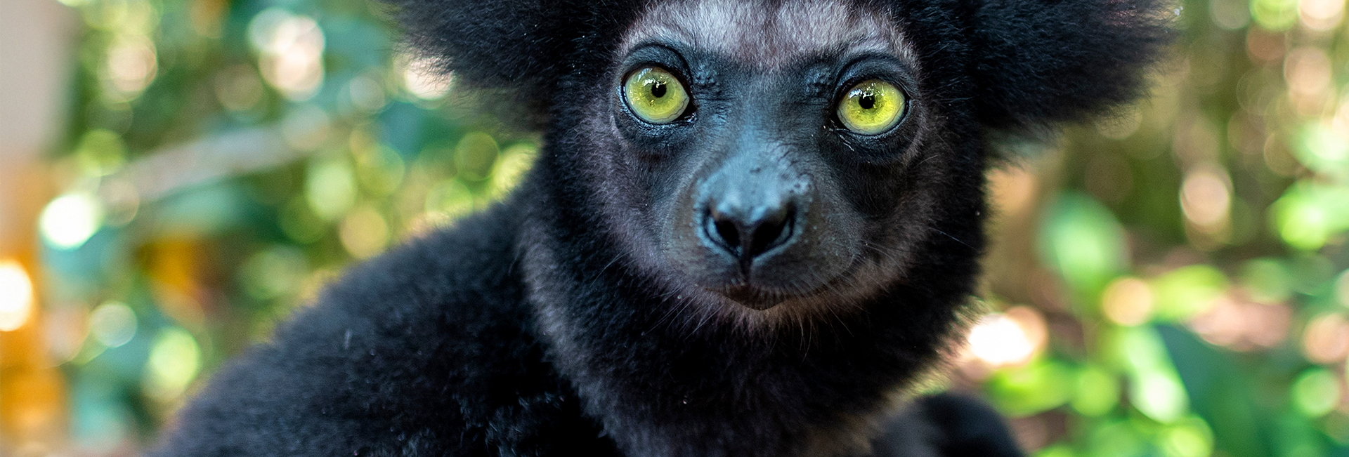 Indri Lemur - Lemur Research Project in Madagascar