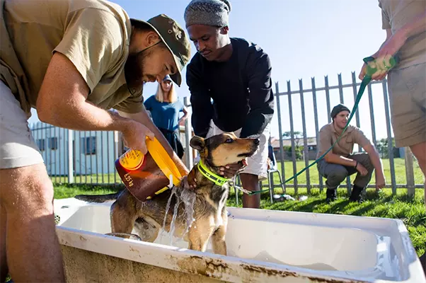Domestic Animal Care on Kariega Big 5 Conservation Project