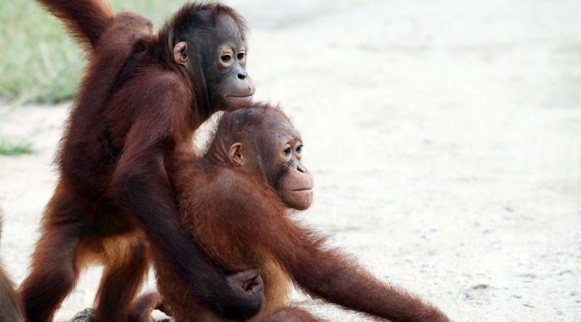 It's Orangutan Awareness Week - Find Out How You Can Help To Protect These Already Endangered Animals!